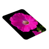 Rosa Petunia-Blume Magnet (Rechte Seite)