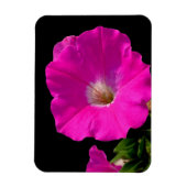 Rosa Petunia-Blume Magnet (Vertikal)