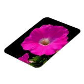 Rosa Petunia-Blume Magnet (Linke Seite)