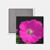 Rosa Petunia-Blume Magnet (Vorderseite/Rückseite)