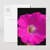 Rosa Petunia-Blume Postkarte (Vorne/Hinten)