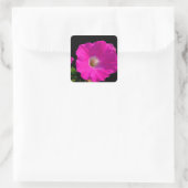 Rosa Petunia-Blume Quadratischer Aufkleber (Tasche)