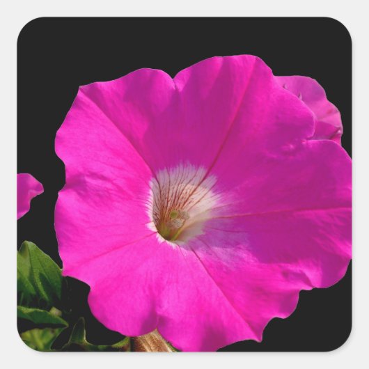 Rosa Petunia-Blume Quadratischer Aufkleber (Vorderseite)
