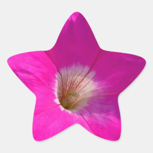 Rosa Petunia-Blume Stern-Aufkleber