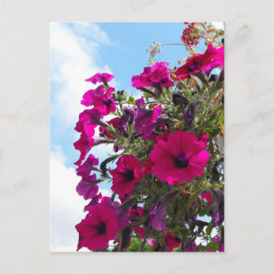 rosa Petunien-Blumenkorb in blauem Himmel Postkarte