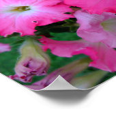 Rosa Petunien Poster (Ecke)