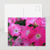 Rosa Petunien Postkarte (Vorne/Hinten)