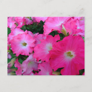 Rosa Petunien Postkarte
