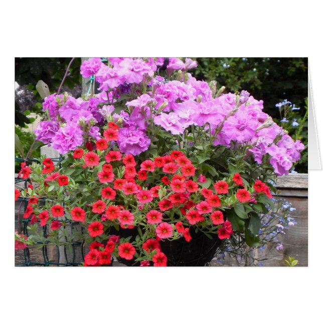 Rosa Petunien und rote Millionen Zellen (Vorderseite (Horizontal))