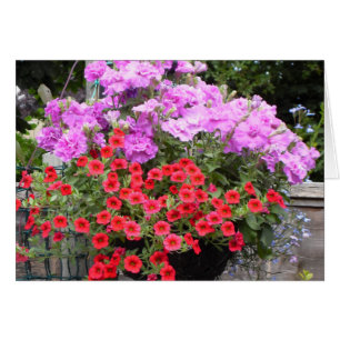Rosa Petunien und rote Millionenglocken