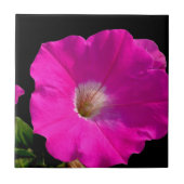 rosa Petunienblüte Fliese (Vorderseite)