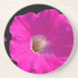 rosa Petunienblüte Getränkeuntersetzer