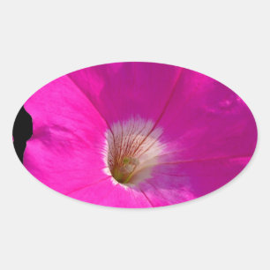 rosa Petunienblüte Ovaler Aufkleber