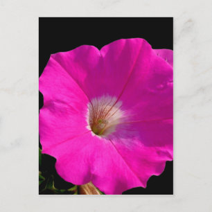 rosa Petunienblüte Postkarte