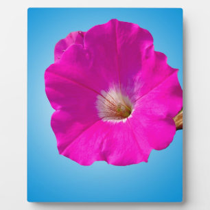 rosa Petunienblüte vor blauem Hintergrund. Fotoplatte
