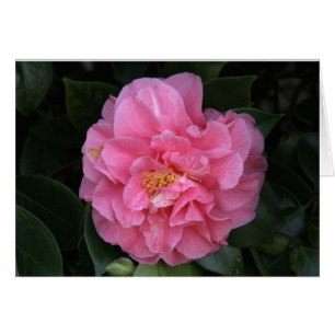 "Rosa Pfingstrose # 1"