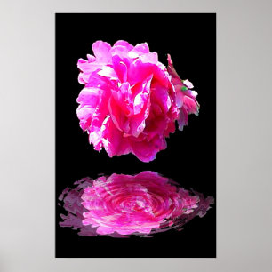 Rosa Pfingstrose Poster