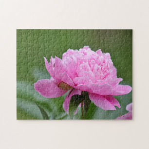 Rosa Pfingstrose Puzzle