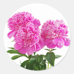Rosa Pfingstrosen-Blumenstrauß-Aufkleber Runder Aufkleber