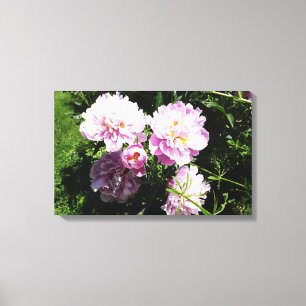 Rosa Pfingstrosen Fotografie Wandkunst Leinwanddruck