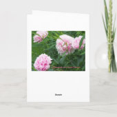 Rosa Pfingstrosen, Geburtstag Karte (Rückseite)