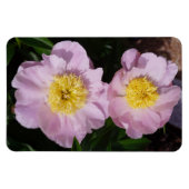Rosa Pfingstrosen Magnet (Horizontal)