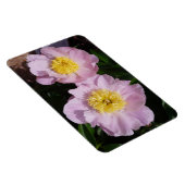 Rosa Pfingstrosen Magnet (Rechte Seite)