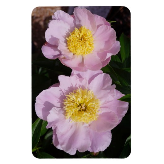 Rosa Pfingstrosen Magnet (Vertikal)