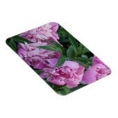 Rosa Pfingstrosen Magnet (Rechte Seite)