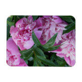 Rosa Pfingstrosen Magnet (Horizontal)