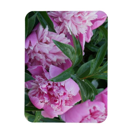 Rosa Pfingstrosen Magnet (Vertikal)