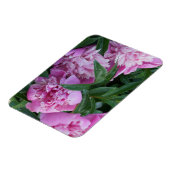 Rosa Pfingstrosen Magnet (Linke Seite)