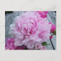 Rosa Pfingstrosen/Pfingstrose