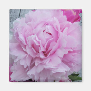 Rosa Pfingstrosen/Pfingstrosen-quadratischer Magnet