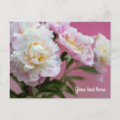 Rosa Pfingstrosen Postkarte (Vorderseite)