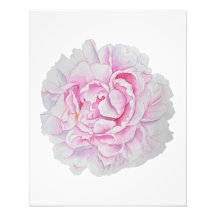 Rosa Pfingstrosen-Wasserfarben-Blumenposter