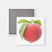 Rosa Pfirsich Magnet (Vorderseite/Rückseite)