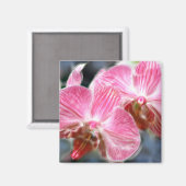 Rosa Phalaenopsis Orchideen Magnet (Vorderseite/Rückseite)