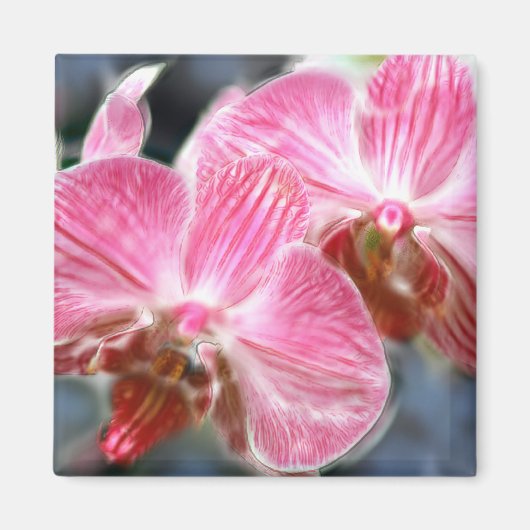 Rosa Phalaenopsis Orchideen Magnet (Vorne)