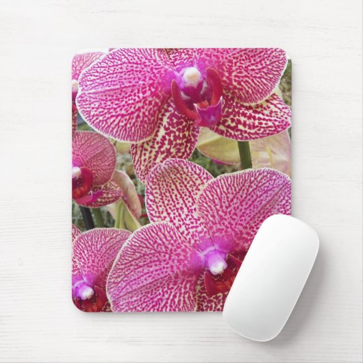 Rosa Phalaenopsis Orchids Floral Mousepad (Mit Mouse)