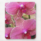Rosa Phalaenopsis Orchids Floral Mousepad (Vorne)