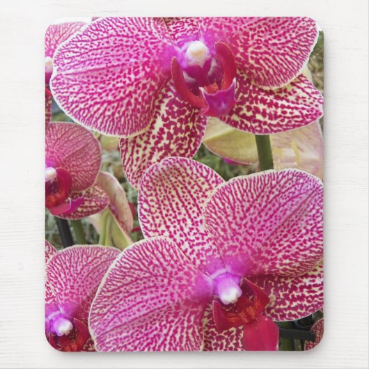 Rosa Phalaenopsis Orchids Floral Mousepad (Vorne)