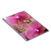 Rosa Phalaenopsis Orchids Floral Notizblock (Rechte Seite)