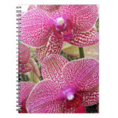 Rosa Phalaenopsis Orchids Floral Notizblock (Vorderseite)