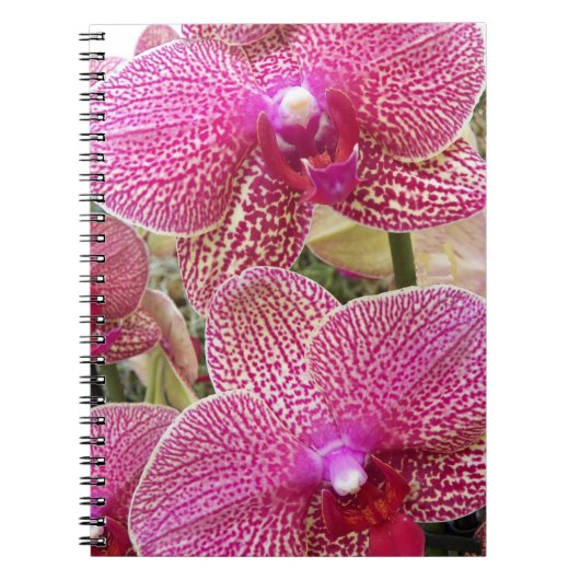 Rosa Phalaenopsis Orchids Floral Notizblock (Vorderseite)