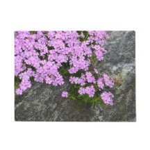 Rosa Phlox auf Steinen