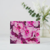 Rosa Phlox-Blume Postkarte (Stehend Vorderseite)