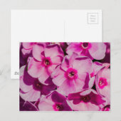 Rosa Phlox-Blume Postkarte (Vorne/Hinten)