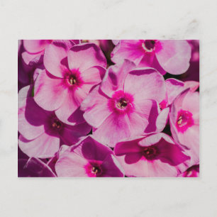 Rosa Phlox-Blume Postkarte