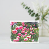 Rosa Pierde Ronsard ポ [Postcard] ス ト  ド Postkarte (Stehend Vorderseite)